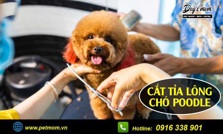 Địa chỉ cắt tỉa lông chó poodle
