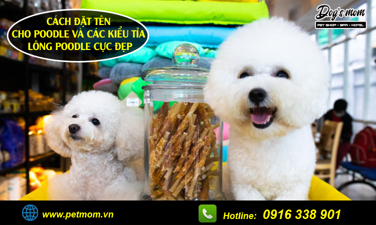 Đặt tên cho Poodle